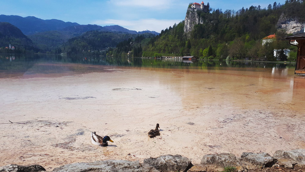 Blejsko jezero onesnaženo s hranili (Foto: Peter Pančur)