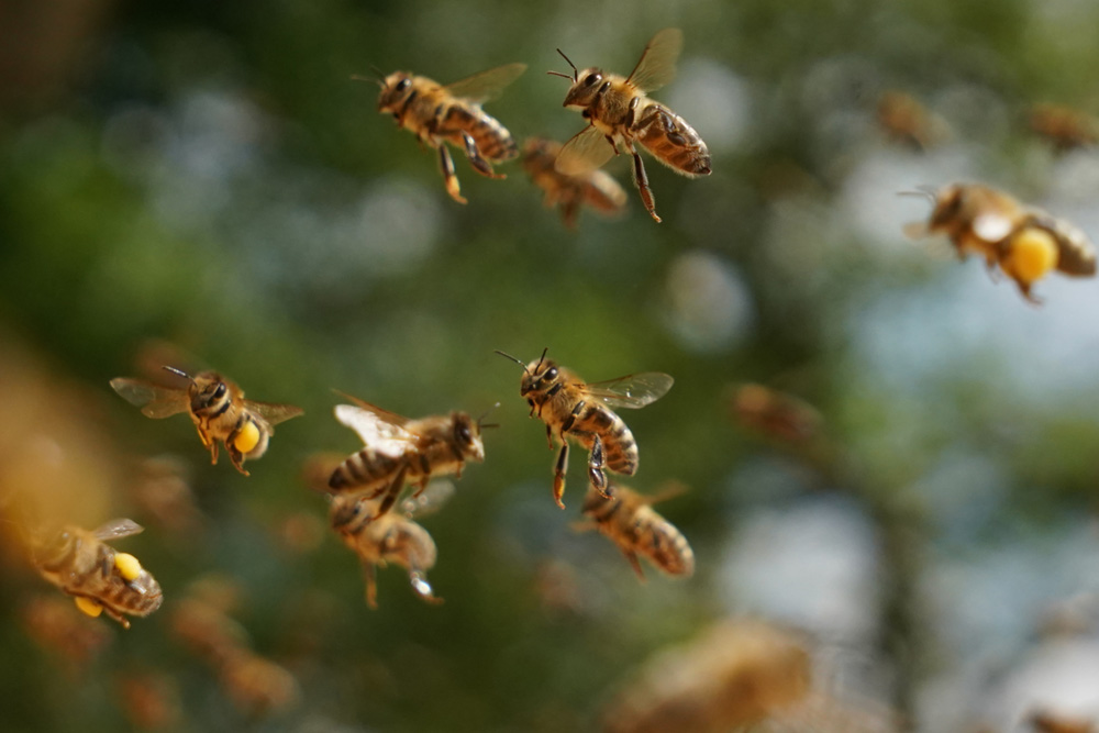 Apis mellifera carnica