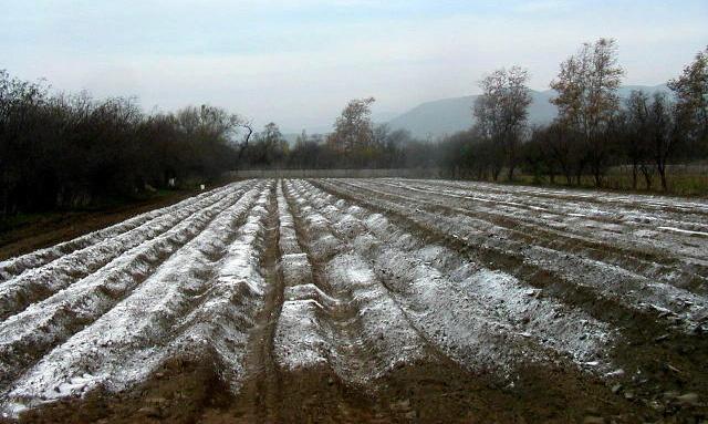 Cinkarna Celje uporaba bele sadre Calcin S v poljedelstvu