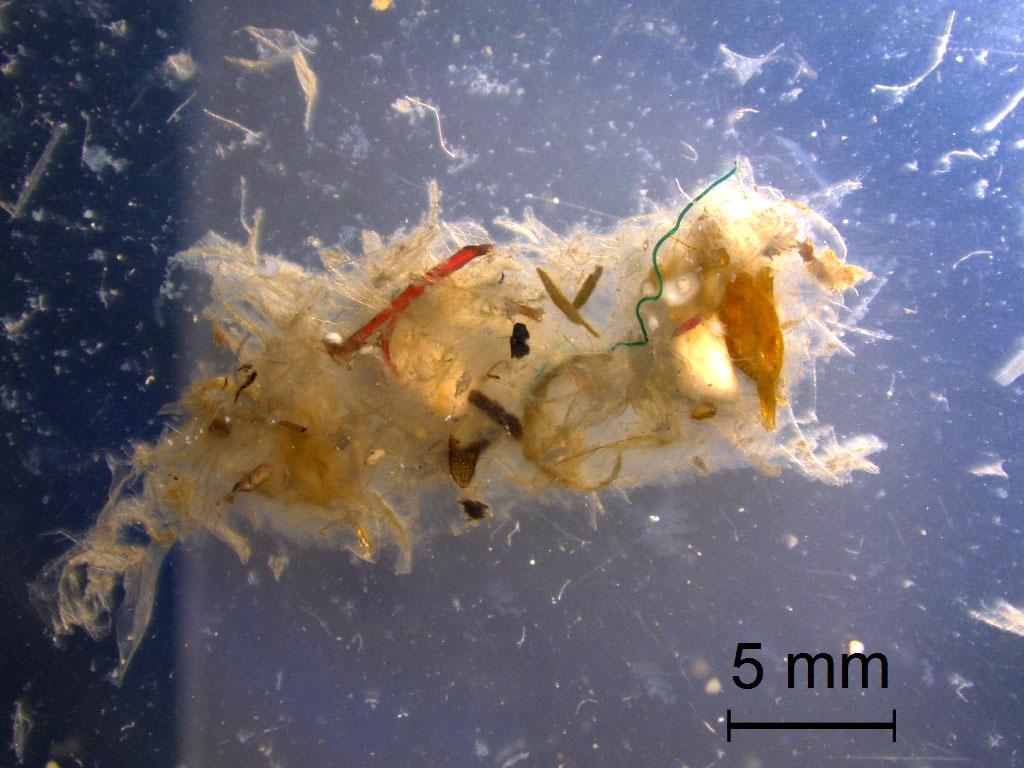 Kemijski institut Mikroplastika v morju