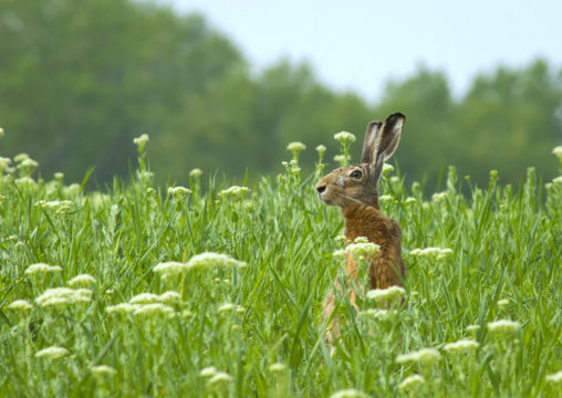 Poročilu je dodan še prispevek Narava in biodiverziteta. (Foto: shutterstock)
