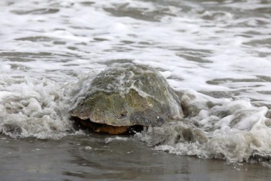 EU projekt LIFE MEDTURTLES si prizadeva zaščititi morske želve v EU, med drugim tudi v Italiji, kjer deluje reševalni center za morske želve. Tam jih oskrbijo, označijo in spustijo nazaj v morje. (Foto: https://audiovisual.ec.europa.eu)