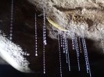 Slika prikazuje ličinko, ki izloča svilene niti in v jamski steni iz njih zgradi gnezdo. Iz tega gnezda kot zavesa visijo niti z lepilnimi kapljicami. Ličinke jih uporabljajo za ujetje plena. Lepilo sestoji iz velikih količin higroskopične soli ter manjših količin proteinov, lipidov in sladkorja. Avtorica slike: Victoria Dorrer, Ludwig Boltzmann Institute, Dunaj, Avstrija