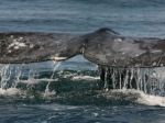 Gray_Whales