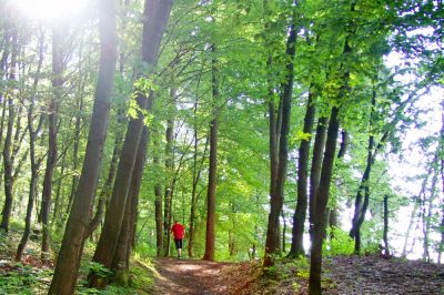 Mestni gozd, Celje