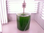 ZRS Bistra - gojenje alg
