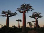 baobab_madagaskar