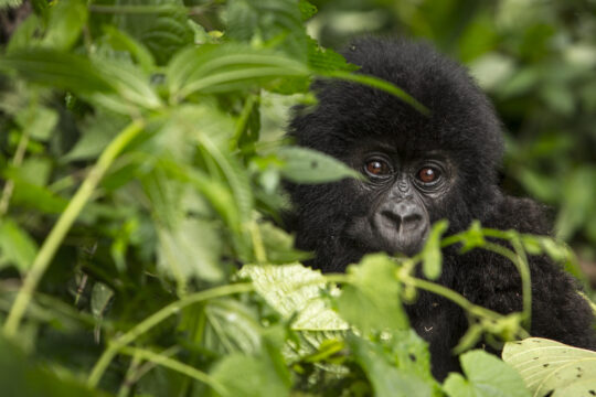Mountain Gorilla © Paul Robinson