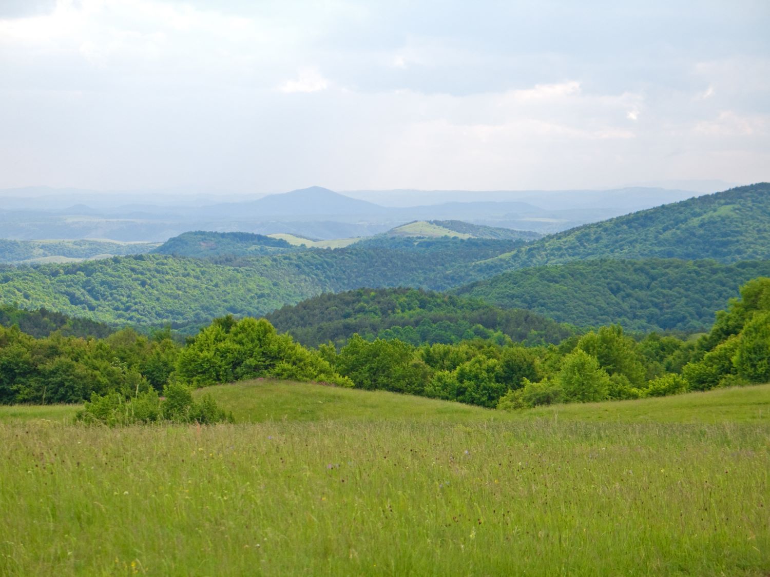Foto narava