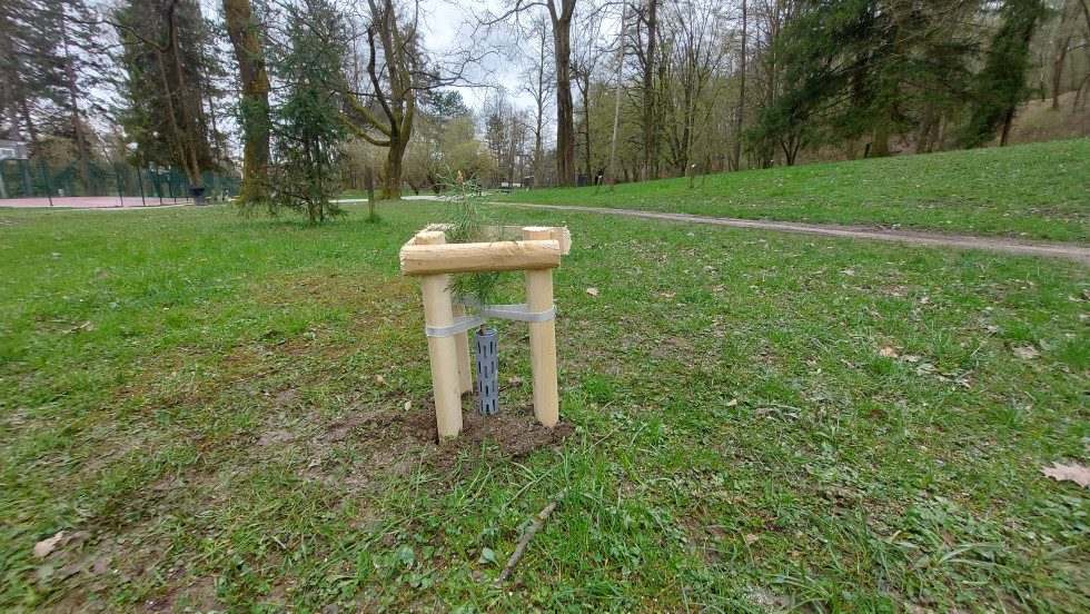 Sajenje dreves Tivoli 30