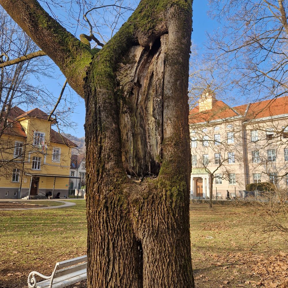 Mestna obcina Celje ESG 187