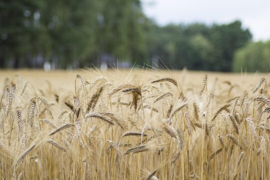 wheat 4393023 1280