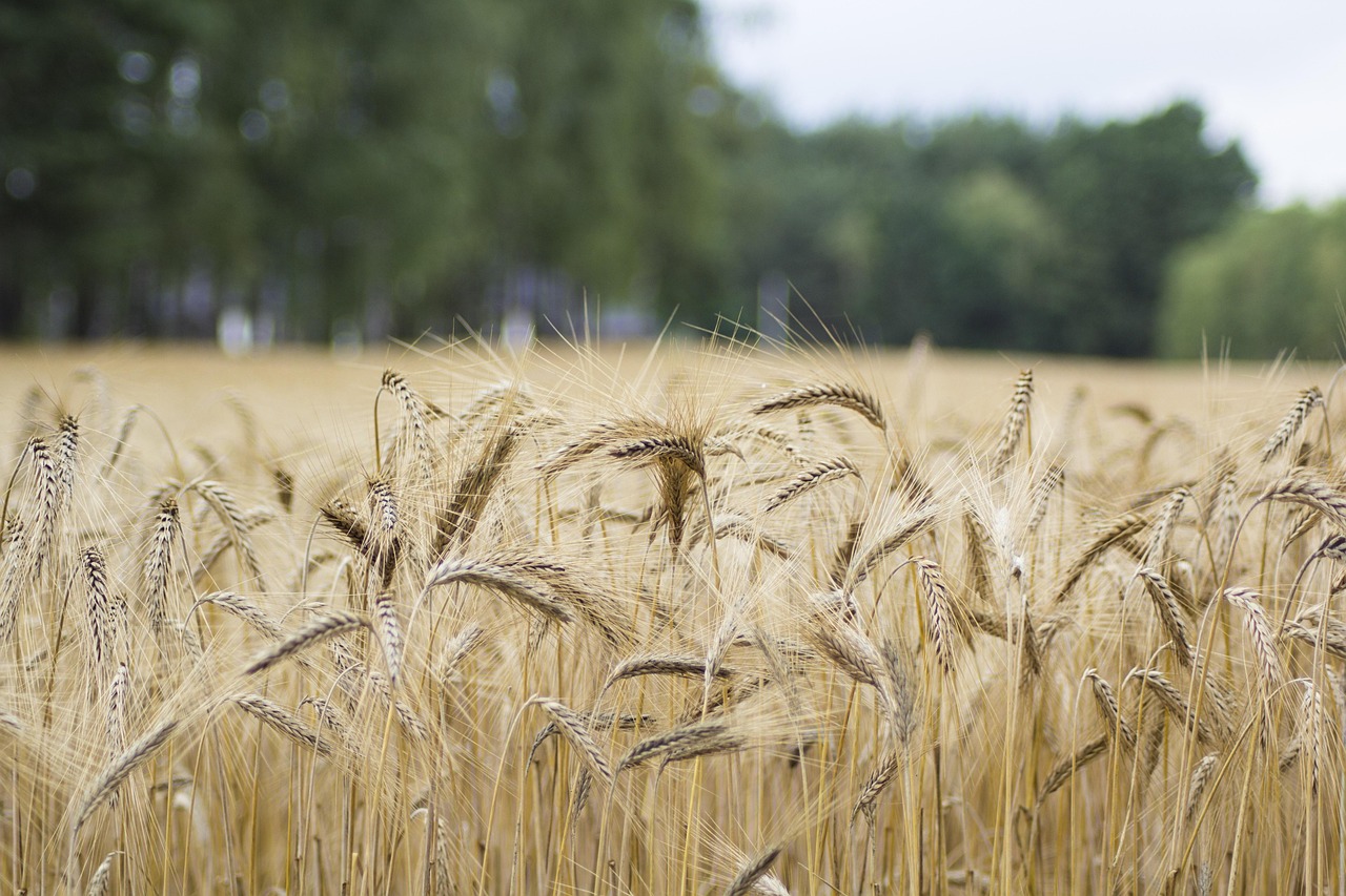 wheat 4393023 1280