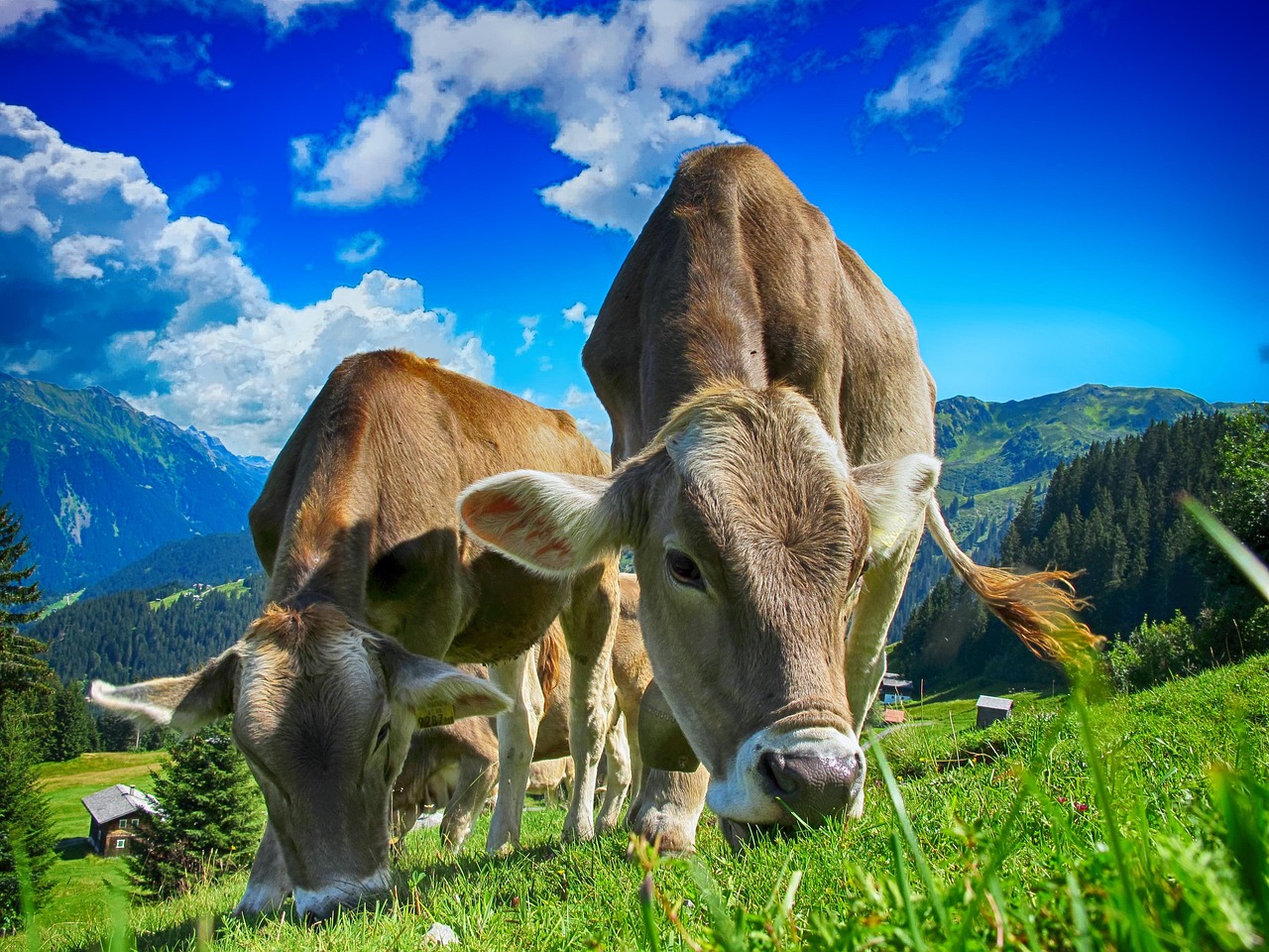 cows 2641195 1280