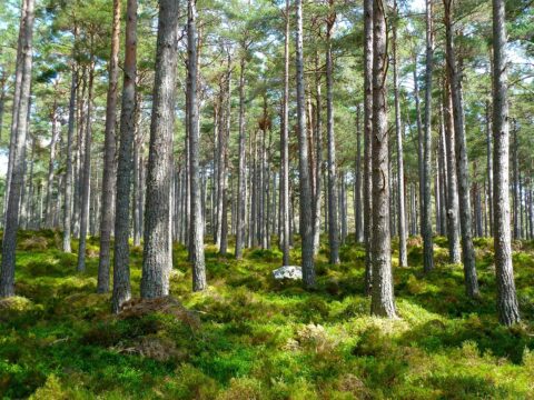 forest 272595 1280