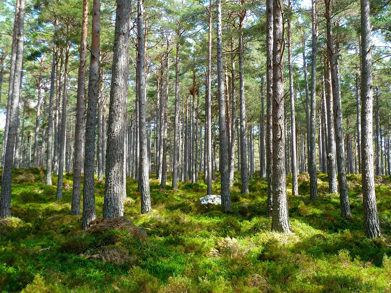forest 272595 1280