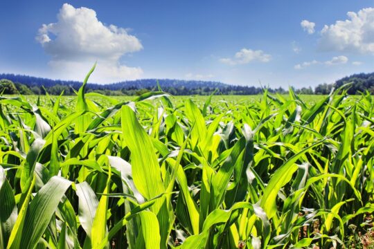 field 852242 1280