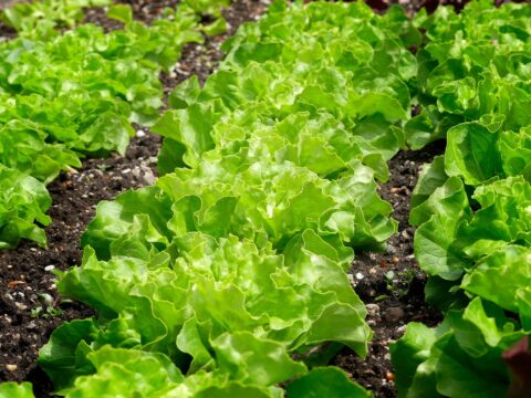 green salad 7320557 1280
