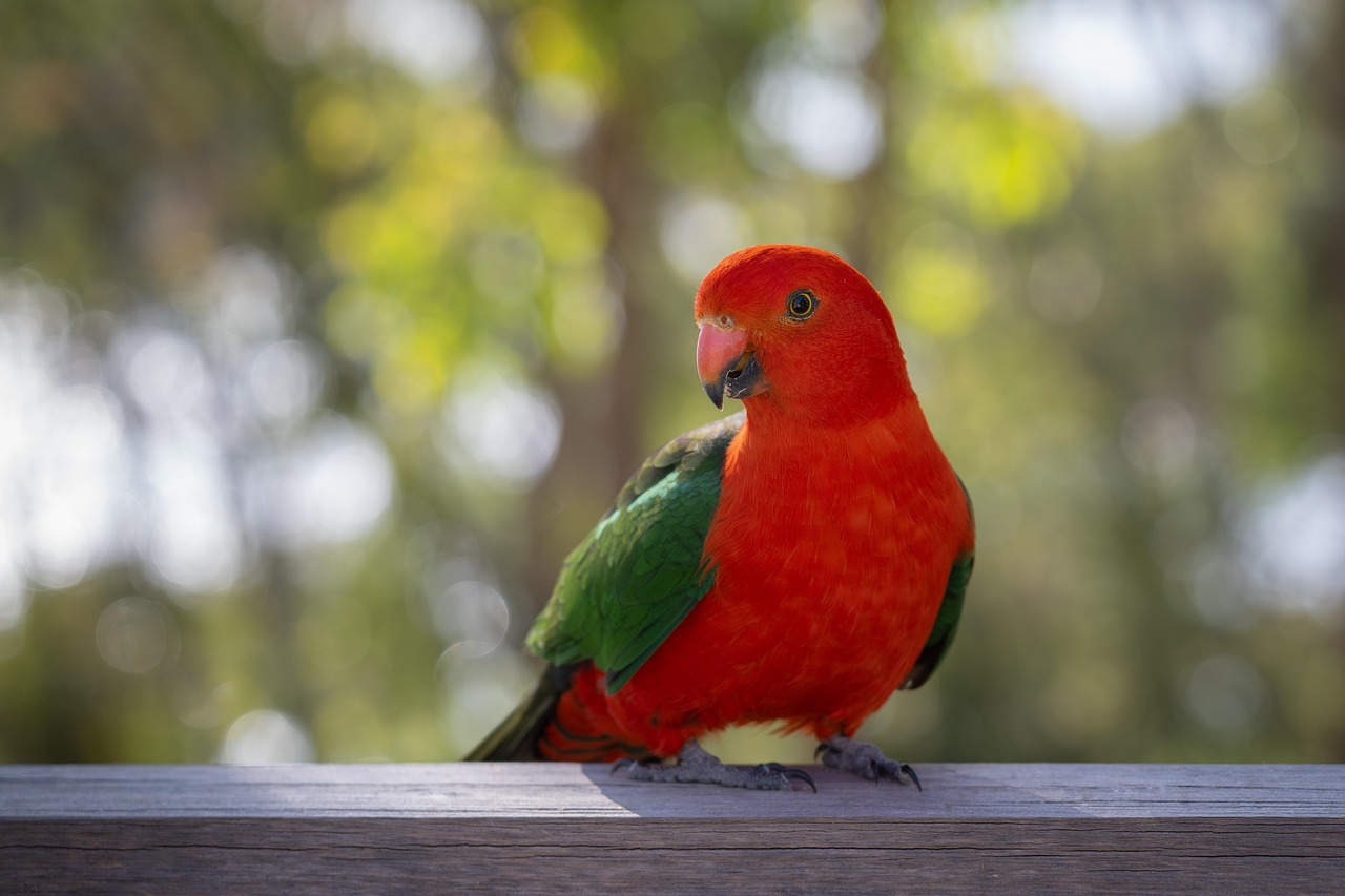 australian king parrot 8345064 1280
