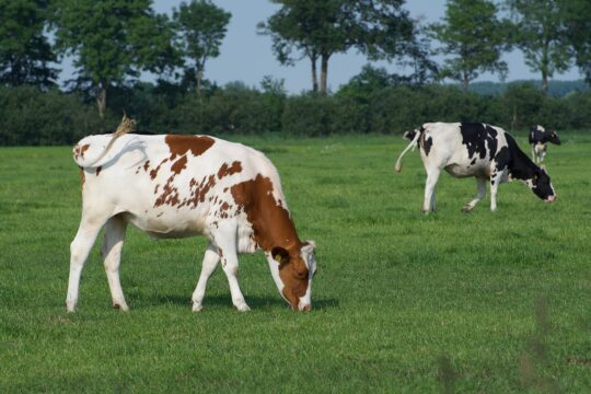 cows 4301076 1280