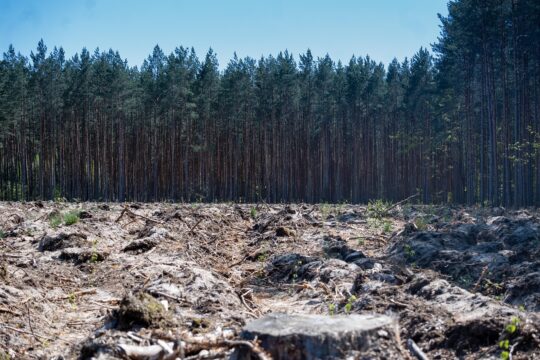 forest 7198607 1280
