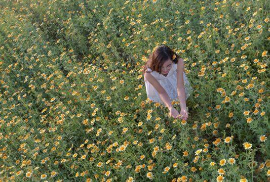 the daisies 2847051 1280