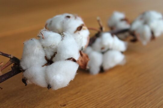 cotton branch 1271038 1280