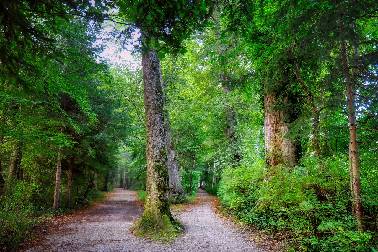 forest 6607631 1280