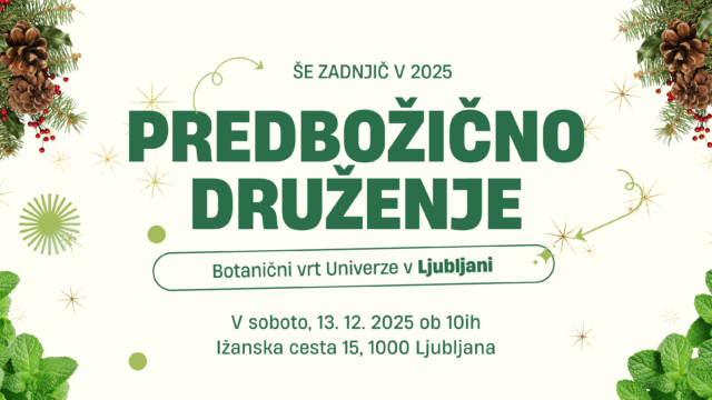 Predbožično druženje v LJ