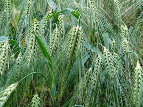 wheat crops 373360 1280