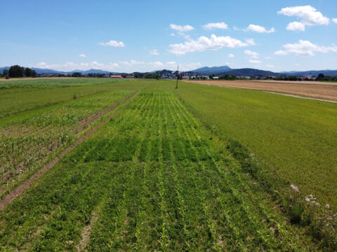 Kmetijski institut ESG 204 205