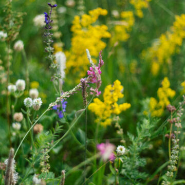 Trajnice Golob Klancic ESG 204 205