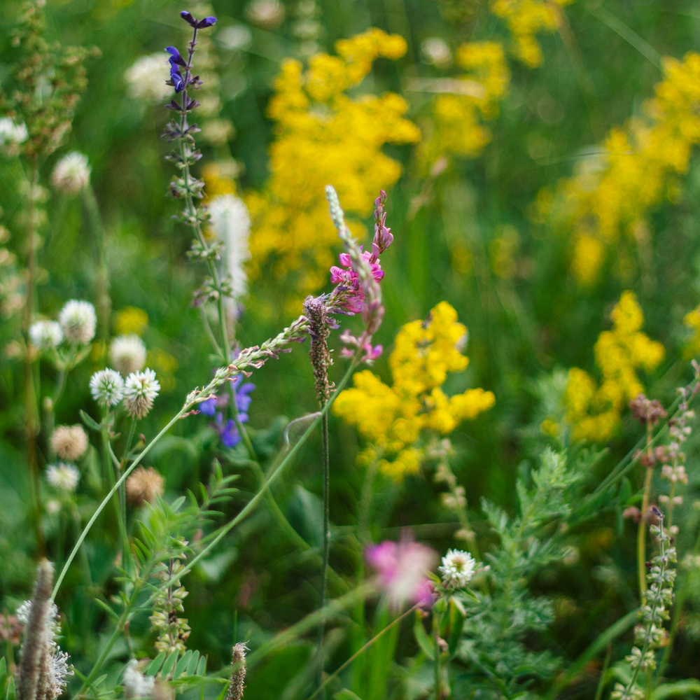 Trajnice Golob Klancic ESG 204 205