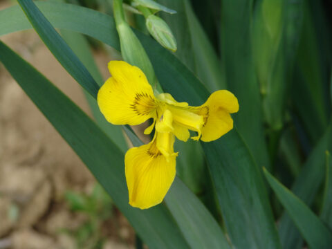 Trajnice Golob Klancic ESG 206