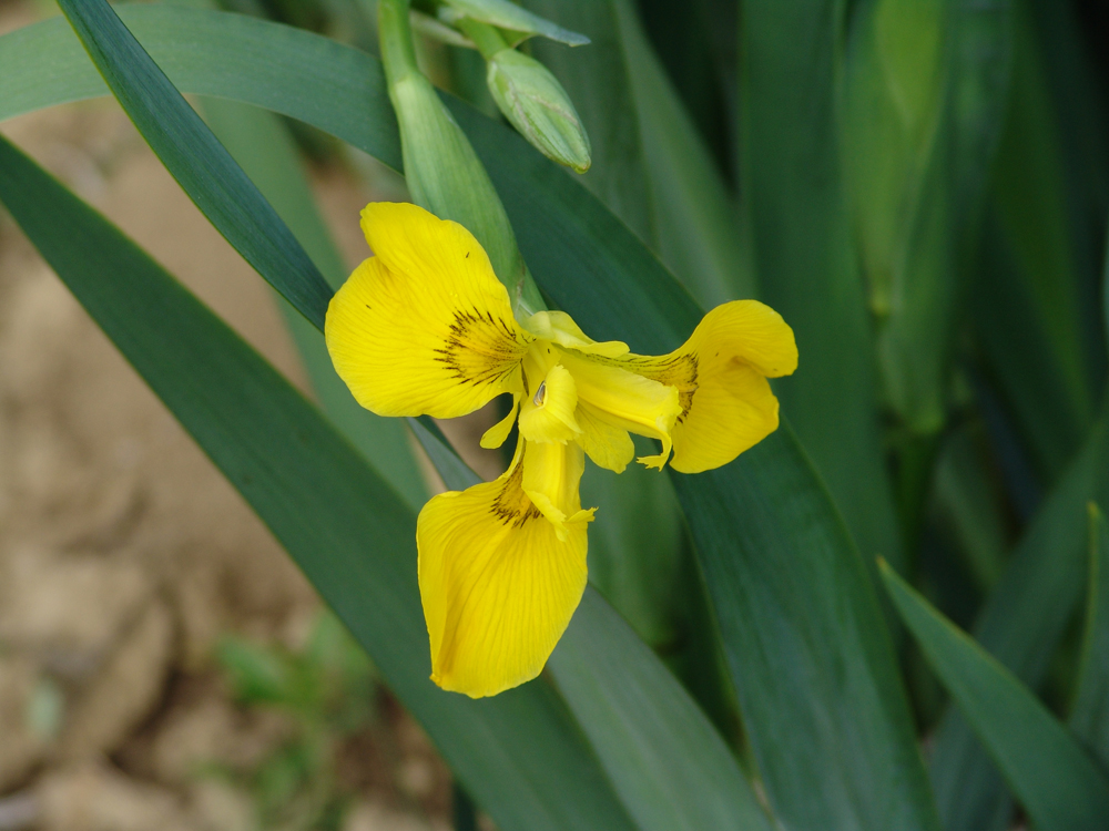 Trajnice Golob Klancic ESG 206