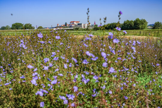 Kmetijski institut ESG 207