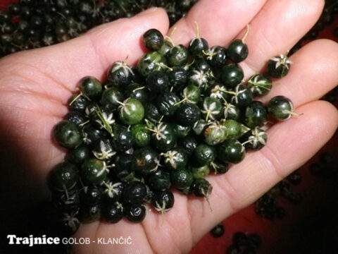 Trajnice Golob Klancic ESG 207