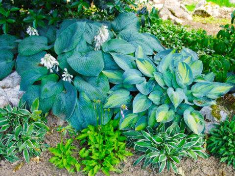 V Vrtnariji Trajnice Golob-Klančič se ukvarjajo z v Sloveniji vzgojenimi sadikami trpežnih trajnic.