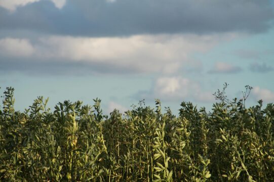 pexels davidscofield18 13220822