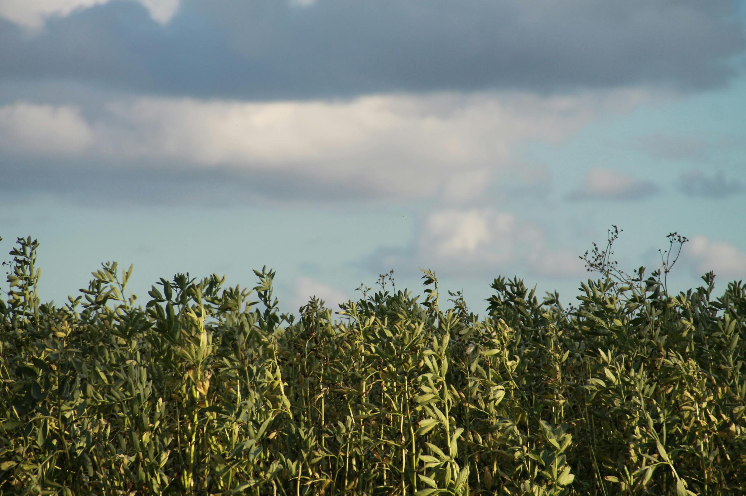 pexels davidscofield18 13220822 scaled