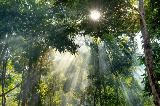 pexels quang nguyen vinh 222549 32307934