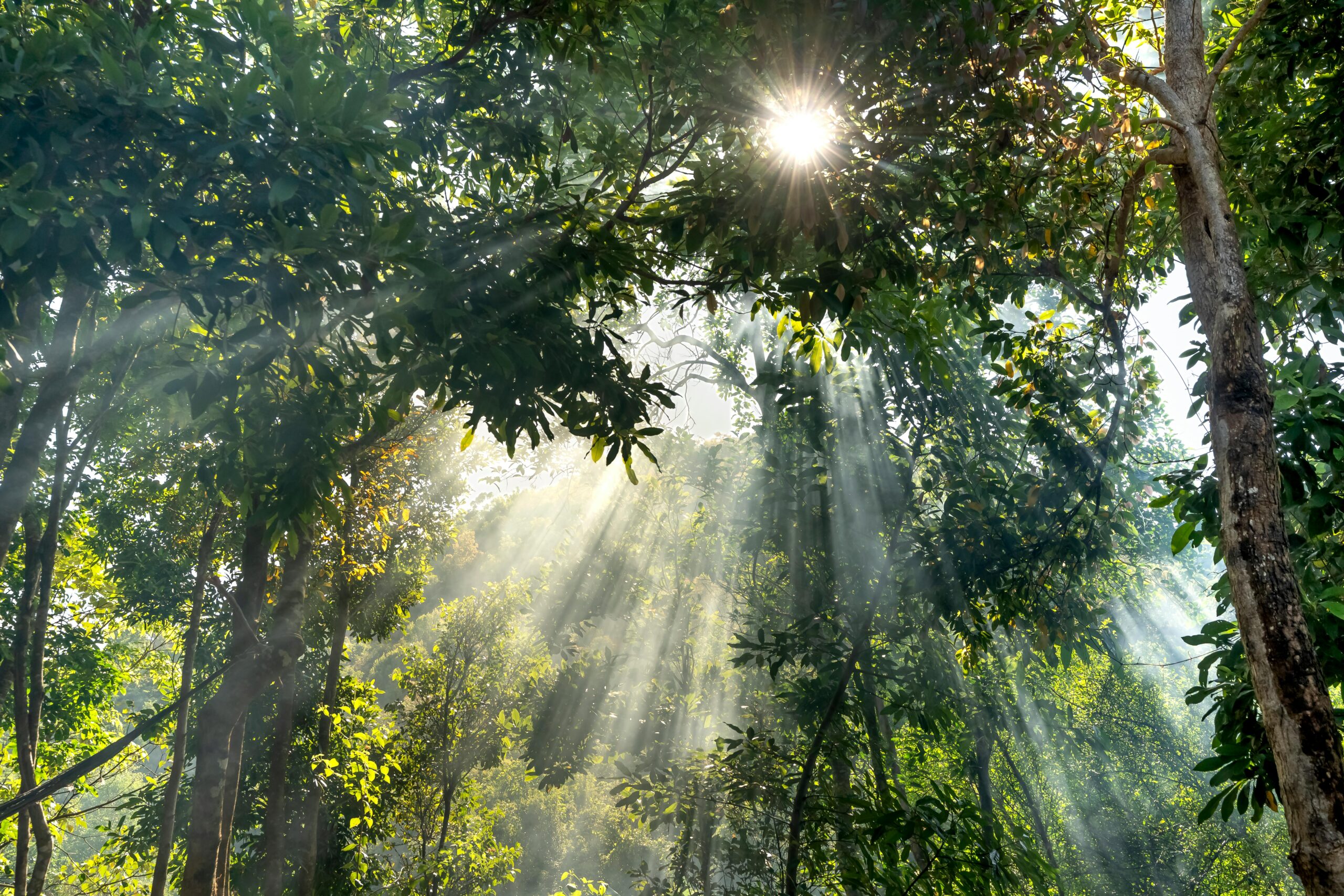 pexels quang nguyen vinh 222549 32307934 scaled