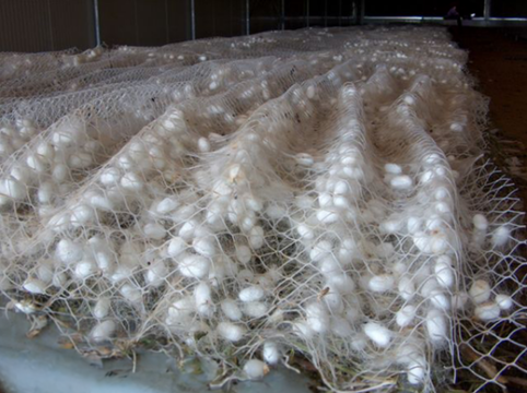 evrosilk cocoons