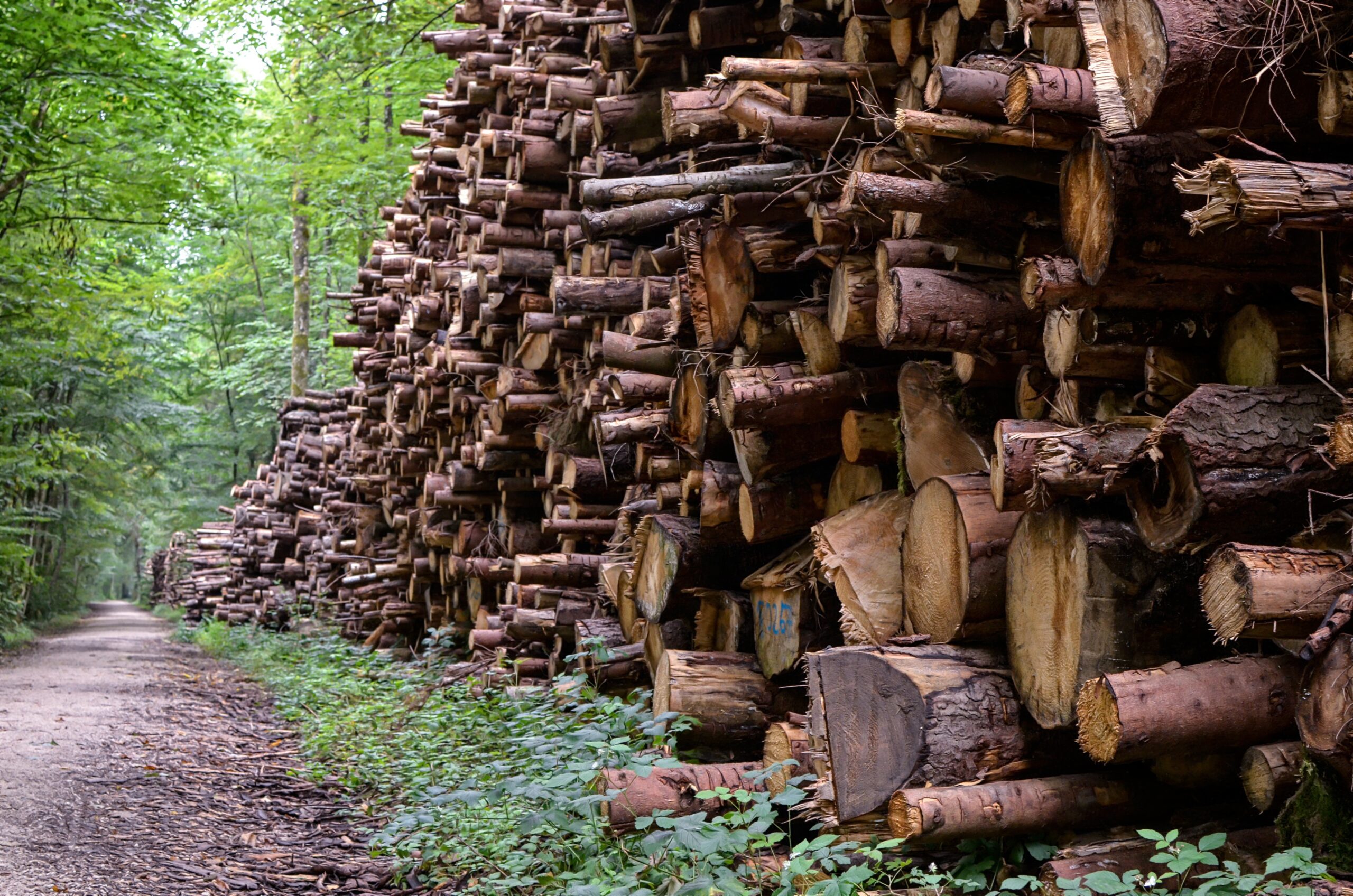 jerzygorecki wood 4431218 scaled