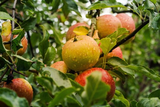 lichtsammler apple 4055926