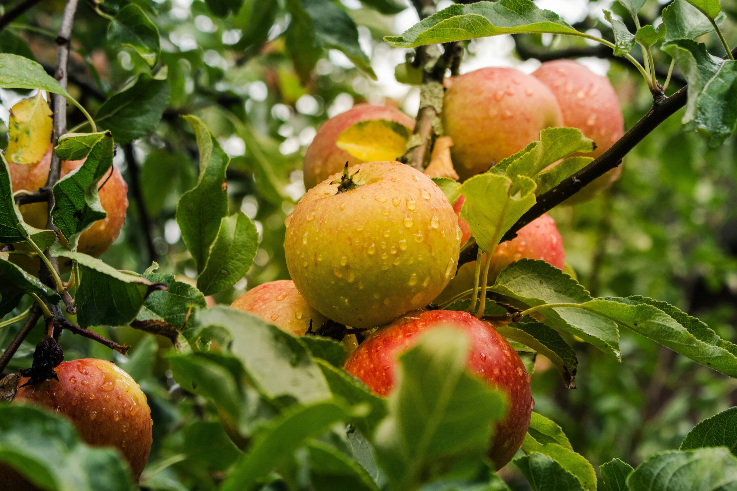 lichtsammler apple 4055926 scaled