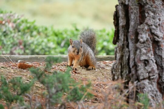 zacharycrespin squirrel 7296050