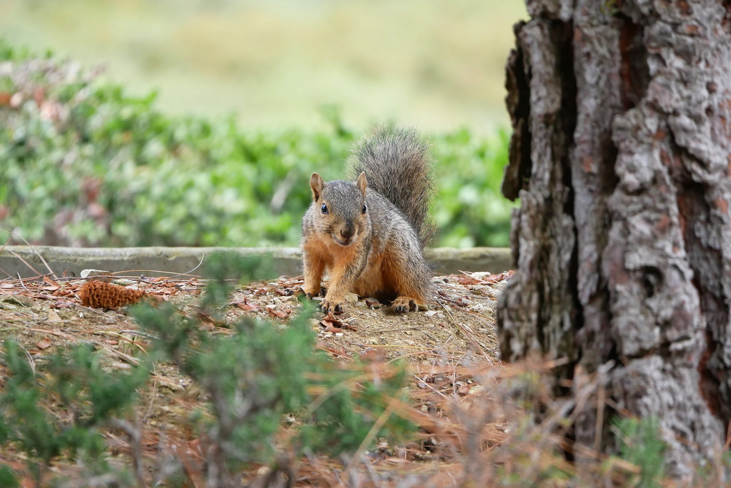 zacharycrespin squirrel 7296050 scaled