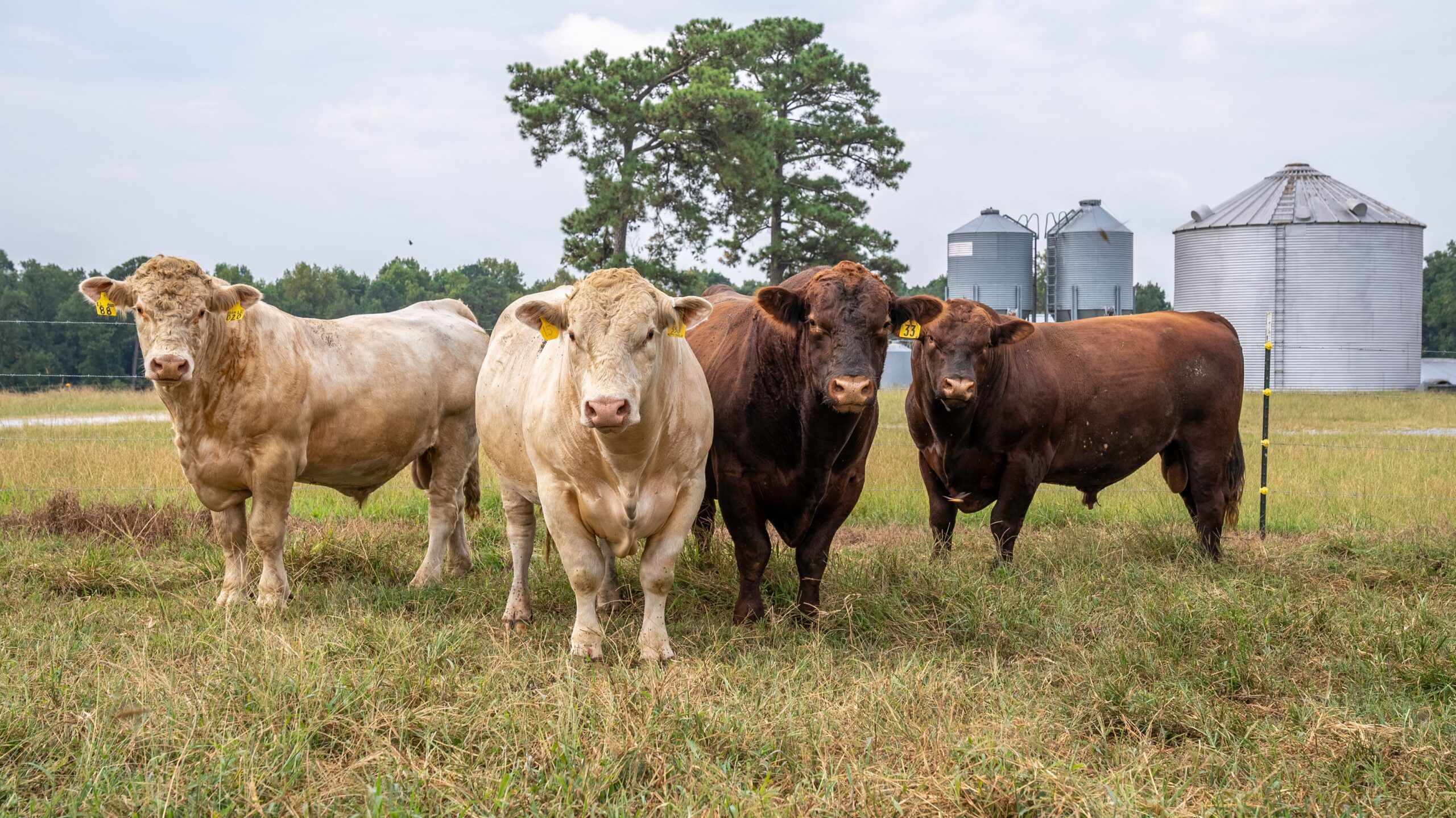 pexels nc farm bureau mark 9491814 scaled