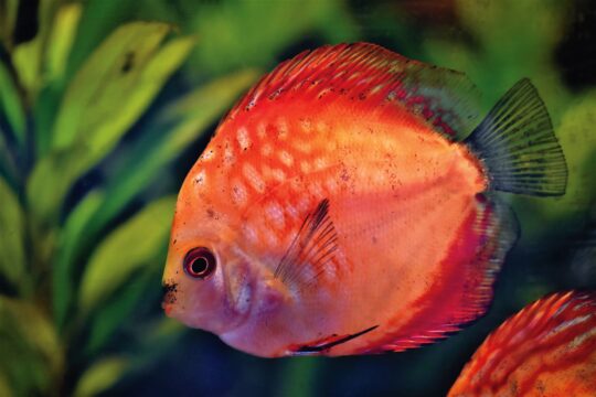 ralphs fotos discus fish 4711042
